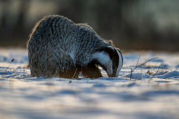Badger close up ( Meles meles ). Winter time © Rudolf