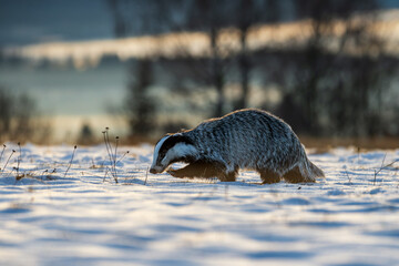 Badger close up ( Meles meles ). Winter time © Rudolf