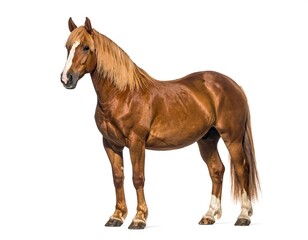 Obraz premium Chestnut horse with a white stripe down its face stands against a bright white background in a full body portrait