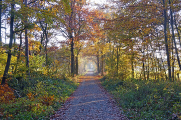 Obraz premium Waldweg im Herbst