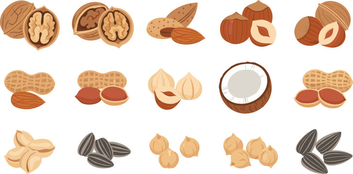 Assorted Nuts and Seeds Illustration Vector Set with Almond Peanut Walnut Hazelnut Coconut Sunflower and Healthy Natural Snack Elements