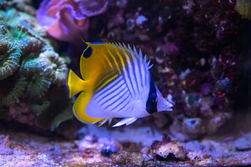 tropical fish in a marine aquarium