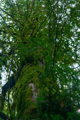 Obraz premium Green moss on the trunk of a tree in the rainforest.