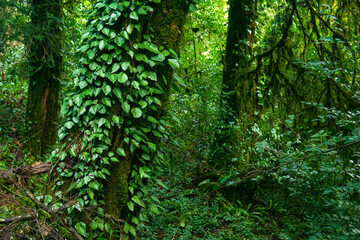 Obraz premium green vegetation in the rainforest, natural background