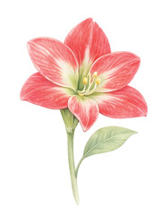 Amaryllis Flower Isolated, Watercolor Botanical Illustration