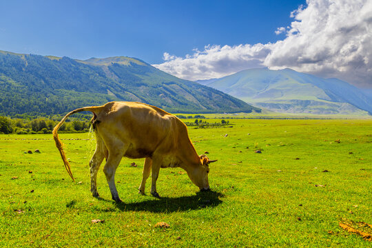 A cow is seen urinating while grazing in a grassy meadow in Kyrgyzstan. The serene rural landscape features mountains and a clear sky with clouds.