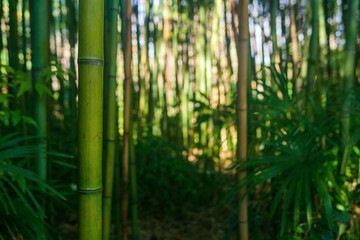 Fototapeta premium Natural background. Green bamboo forest in the morning.