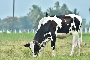cow image download,nature image download.