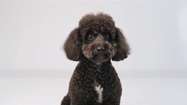 A cute toy poodle, looking like a baby animal, sits on a pristine white background