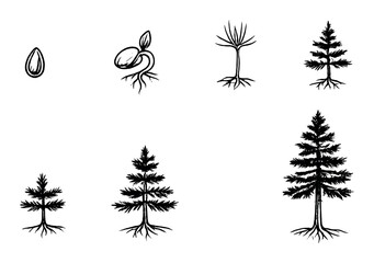 Growth stages of a tree from seed to full maturity