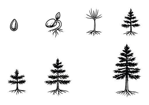 Growth stages of a tree from seed to full maturity