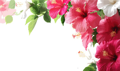 Fototapeta premium Jasne i żywe kwiaty hibiskusa z zielonymi liśćmi tworzące radosną kompozycję na białym tle.