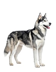Husky stands proud with striking black, gray, and white fur, tongue peeking out, set against a white background