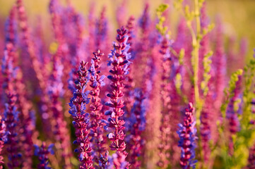 Fototapeta premium Purple sage flowers blooms in the summer meadow.