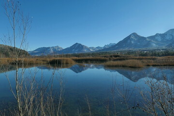 Biotop am Feistritzer Draustausee / K&auml;rnten / &Ouml;sterreich
