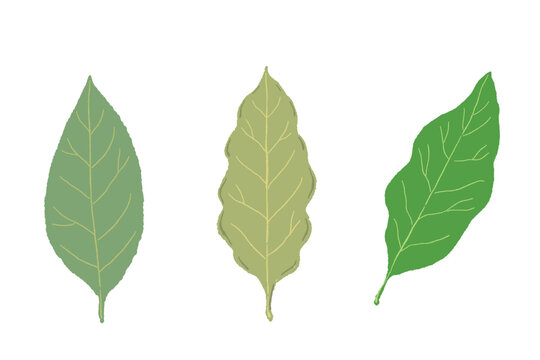 Three Bay Leaves Set (Fresh and Dried)