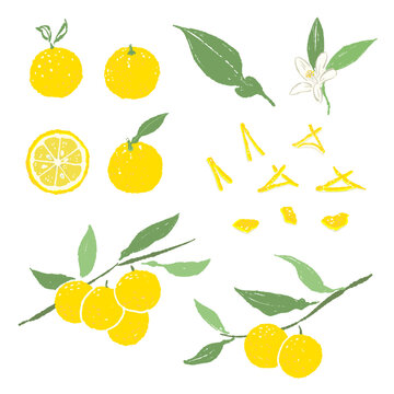 Yuzu Plant Collection (Fruit, Flower, Leaf, Peel)