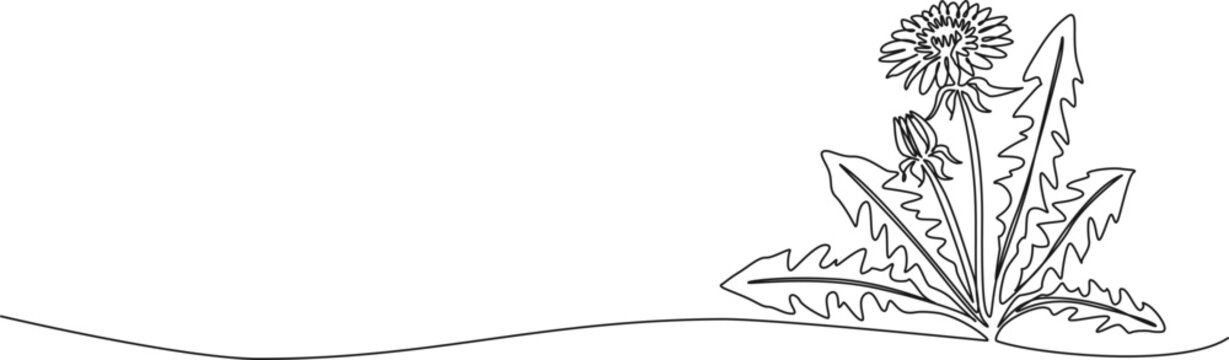 continuous line drawing of dandelion, line art vector illustration