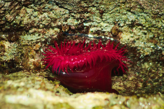 Beadlet anemone (Scientific name: Actinia equina). It is a common sea anemone found on rocky shores.