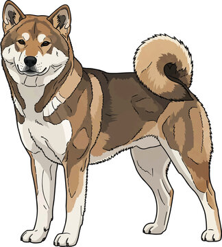 Shikoku dog standing side profile view pose illustration