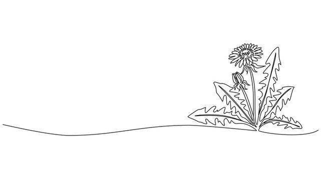 animated continuous line drawing of dandelion, line art animation