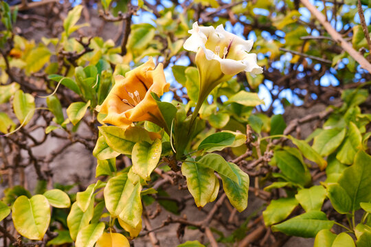 Yellow and white Angels trumpet flowers blooming among green leaves on a vine, showcasing intricate petals and lush foliage in a natural outdoor setting