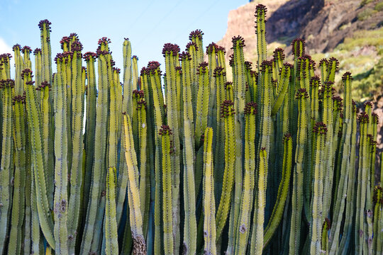 Tall green cactus Euphorbia canariensis plants with elongated stems and spines, thriving in a natural tropical landscape under sunlight, showcasing the beauty of desert flora and unique textures