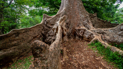 Monumental Buttress Roots of a Colossal Tropical Tree in a Dense Rainforest Jungle: Ancient Nature, Wood Texture, and Green Foliage in Humid Environment
