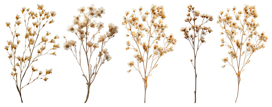 PNG Delicate dried floral arrangement element set on transparent background