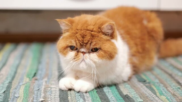 Video portrait of red exotic shorthair cat with expressive eyes and soft fur showing calm pet behavior and cozy domestic lifestyle mood