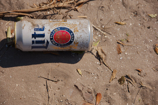 Discarded Blue , Red and White Miller Light Can Lying Among Sand, Plants, and Debris in an Outdoor Scene. Editorial Use Only Jan 30, 2026 St. Petersburg, FL USA. Lies on sandy ground among green plant