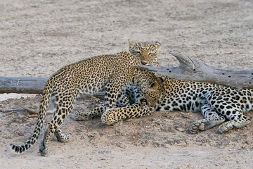 Fototapeta premium Female Leopard (Panthera pardus) and cub interacting in South Luangwa National Park, Zambia