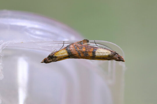 A mating on the edge of a plastic cup of the Indian meal moth (Plodia interpunctella) alternative common names are hanger-downers, weevil, pantry, flour or grain moth.