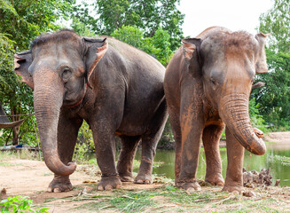 Fototapeta premium Two elephants standing near a pond with lush greenery in the background. Located in Ban Ta Klang, Surin Province, Thailand.