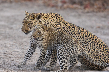 Fototapeta premium Female Leopard (Panthera pardus) and cub interacting in South Luangwa National Park, Zambia