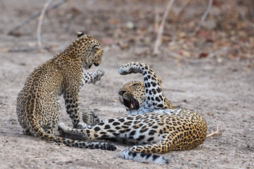 Obraz premium Female Leopard (Panthera pardus) and cub interacting in South Luangwa National Park, Zambia