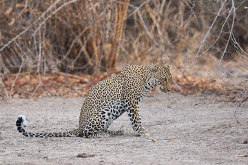 Fototapeta premium Female Leopard (Panthera pardus) resting on the ground in South Luangwa National Park, Zambia