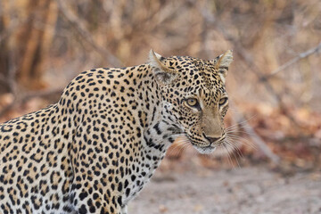 Fototapeta premium Female Leopard (Panthera pardus) resting on the ground in South Luangwa National Park, Zambia
