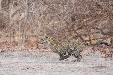 Fototapeta premium Leopard cub (Panthera pardus) running in South Luangwa National Park, Zambia