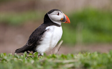 Obraz premium Atlantic Puffins during their breeding season on the Farne Islands in Northumberland, England