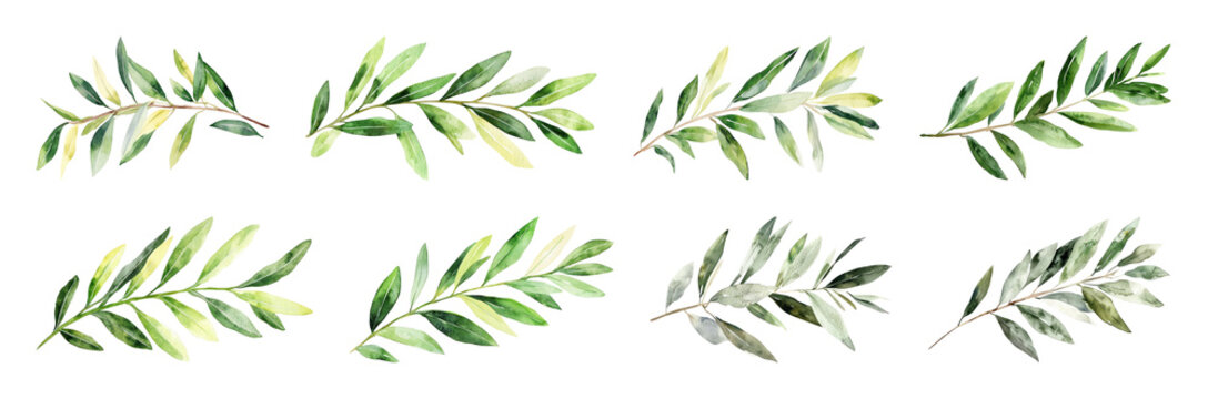PNG Watercolor olive branch illustrations element set on transparent background