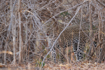 Female Leopard (Panthera pardus) resting on the ground in South Luangwa National Park, Zambia