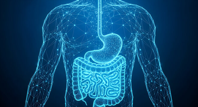 Digital representation of the human digestive system including the stomach and intestines visualized through a glowing blue wireframe structure