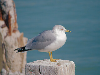Fototapeta premium A lone Seagull Perched on dock Post By Calm Blue Sea, Coastal Bird Image for Nature and Travel Use. Weathered post overlooking a tranquil blue sea, capturing calm coastal atmosphere and solitude ideal