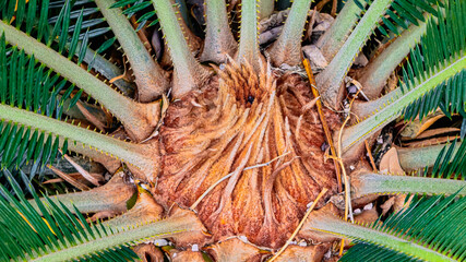 Top Down Close-Up of Sago Palm Center with Symmetrical Green Leaves and Fibrous Crown