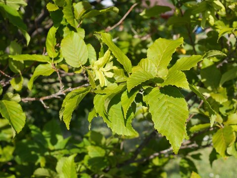 Eastern Hophornbeam (Ostrya virginiana) Serrated Leaves in Late Summer, Colorado