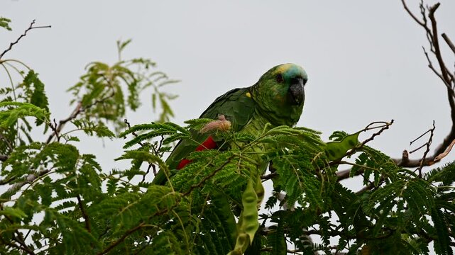 Wild or escaped blue-fronted amazon (Amazona aestiva) feeding on the fruit of a Persian silk tree (Albizia julibrissin) in Buenos Aires, Argentina