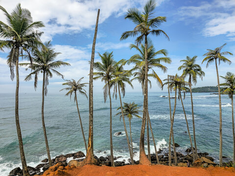 Coconut tree beach in Sri lanka at Indian Ocean
