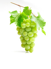 Obraz premium Weiße Weinrebe freigestellt auf weißem Hintergrund