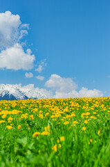 Fototapeta premium Gelbe Löwenzahnwiese vor blauem himmel mit weßen wolken im Frühling
